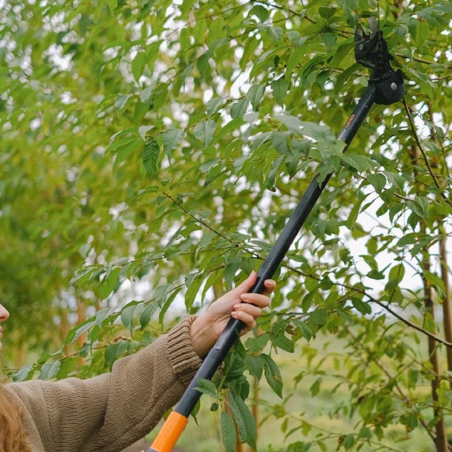 Boomverzorging bij H.O.M. van den Bos, Wateringen.